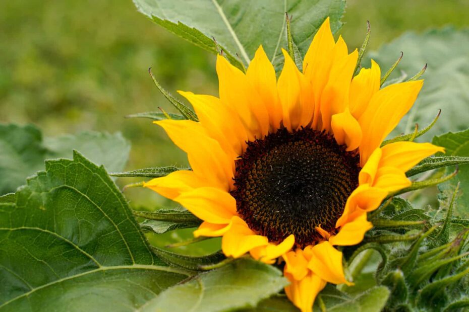 do sunflowers like coffee grounds