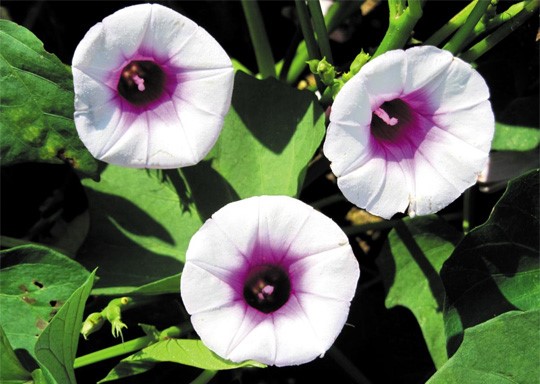 Do Sweet Potato Plants Flower