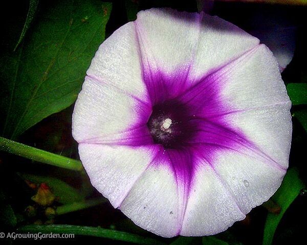 do sweet potatoes bloom flowers