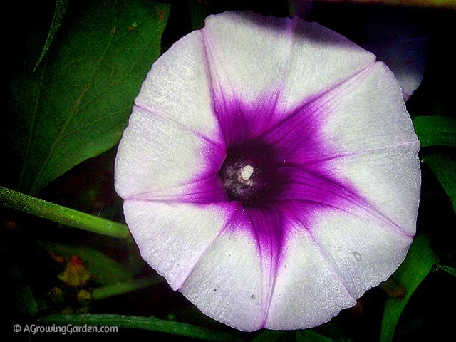 do sweet potatoes bloom flowers