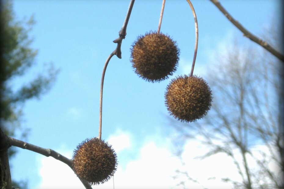 do sycamore trees have balls