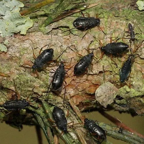 do-ticks-live-in-pine-trees-up-gardening