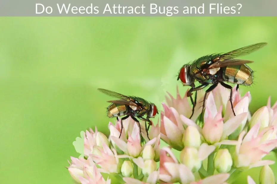 Do Weeds Attract Bugs