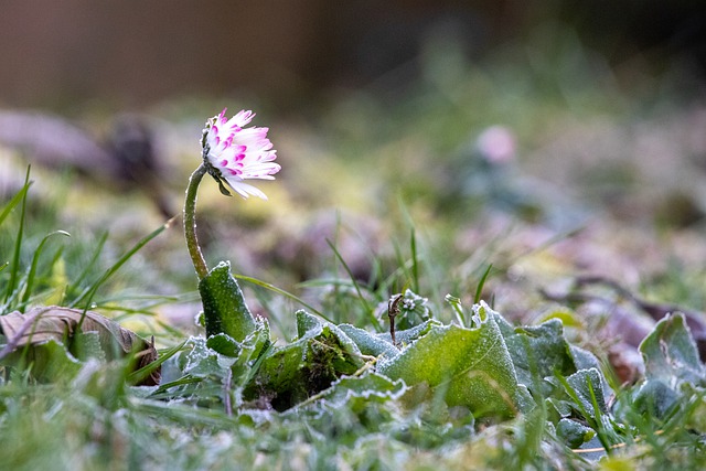 Do Weeds Grow in the Winter