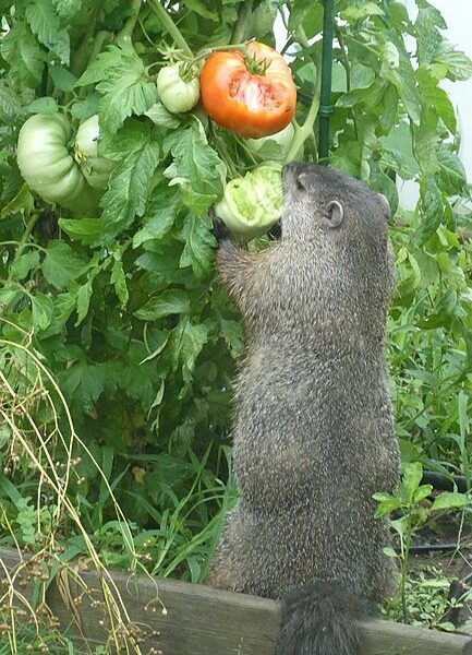 do woodchucks eat tomato plants