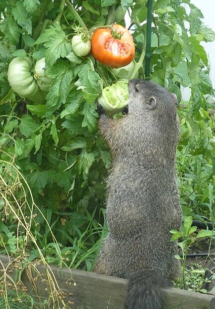 do woodchucks eat tomato plants