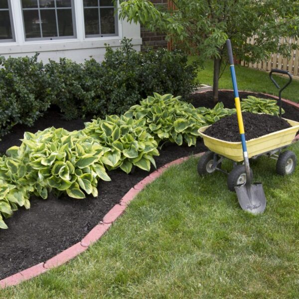 do you need to weed before mulching