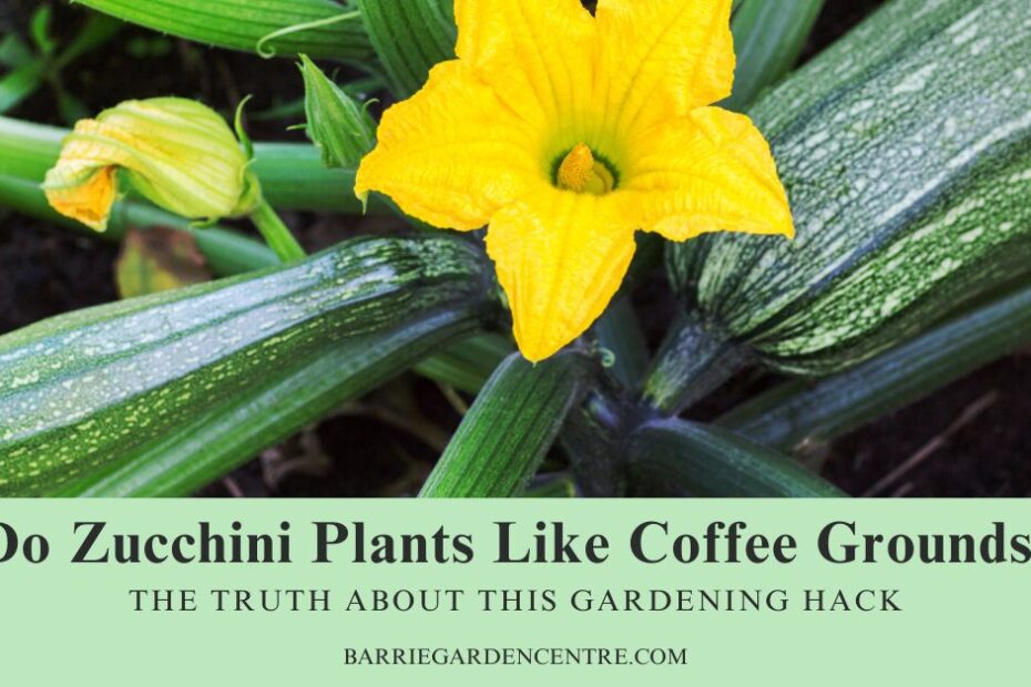 Do Zucchini Plants Like Coffee Grounds