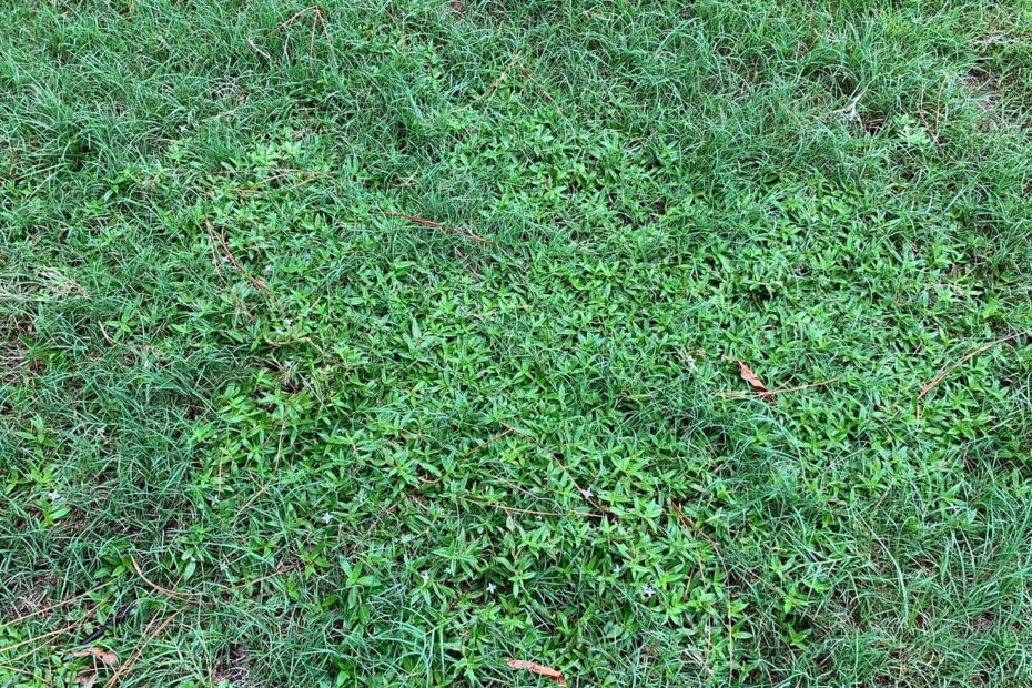 Does Bermuda Grass Choke Out Weeds