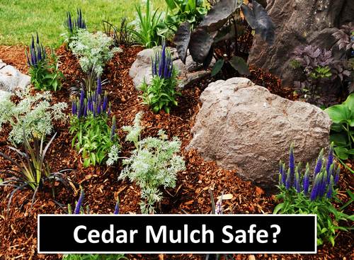 Does Cedar Mulch Repel Pollinators