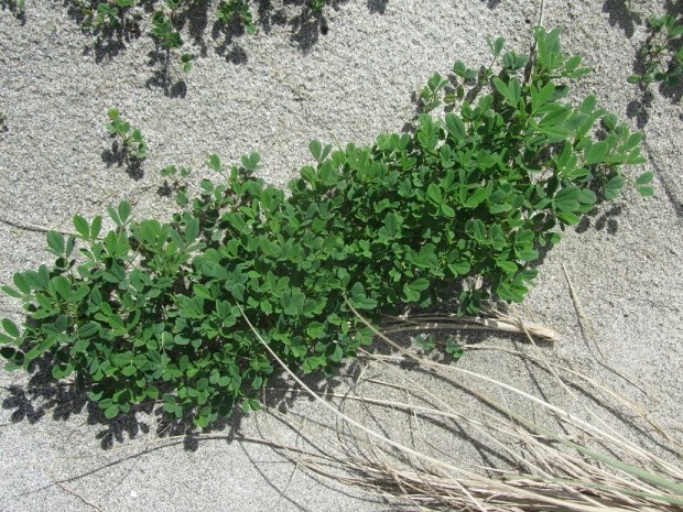 Does Clover Grow in Sandy Soil