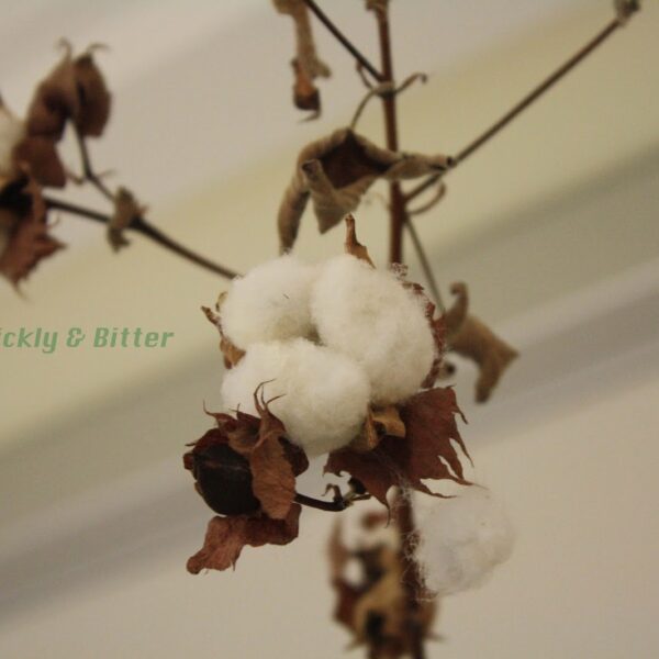 does cotton plants have thorns