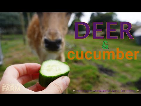 does deer eat cucumber plants