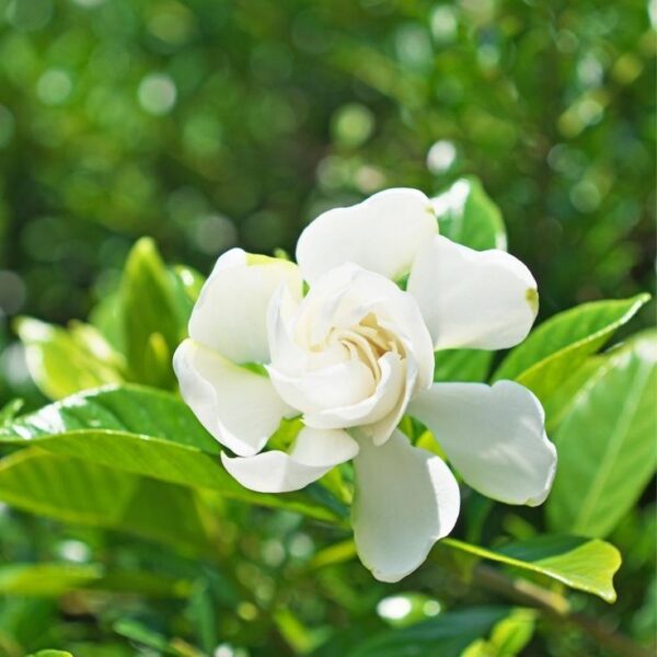 does gardenia like coffee grounds