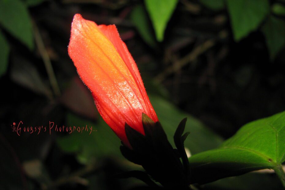 Does Hibiscus Flower Close at Night