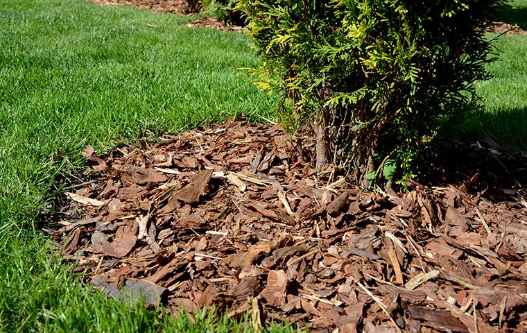 Does Mulch Attract Ants