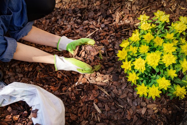 does mulch attract flies