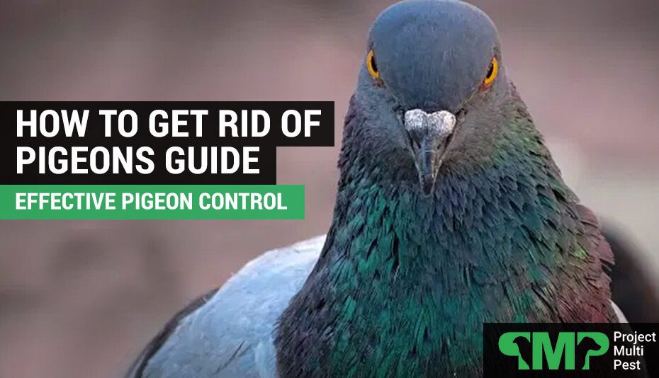 Does Pest Control Get Rid of Birds