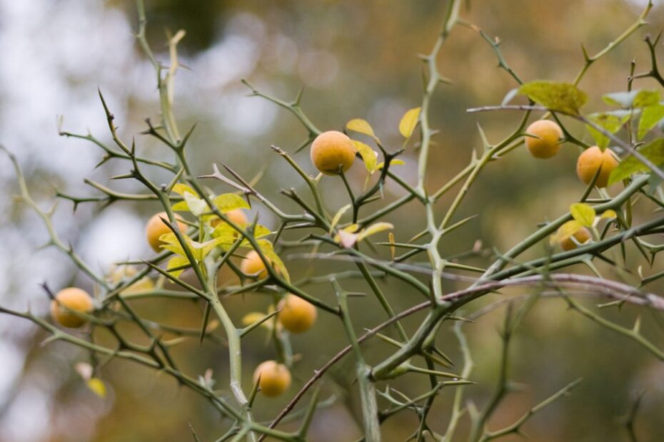 Does Pomelo Tree Have Thorns