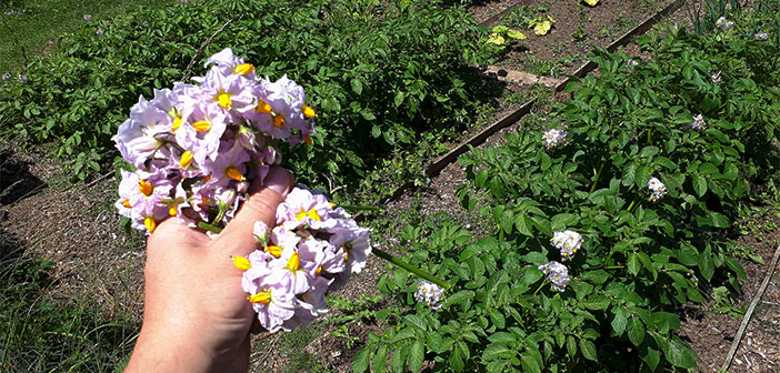 Does Removing Potato Flowers Increase Yield