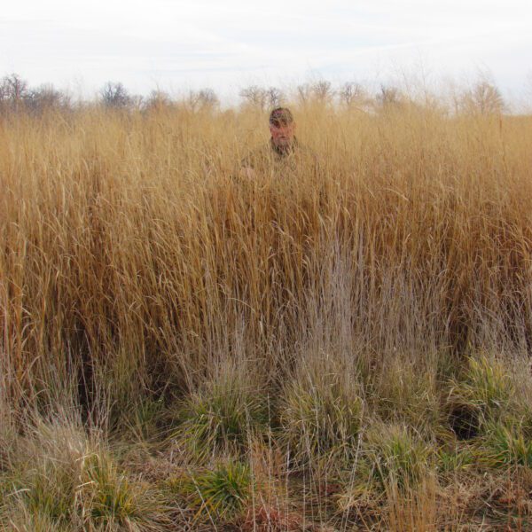 does switchgrass reseed itself scaled