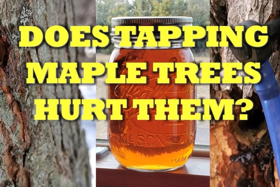 does tapping maple trees hurt them