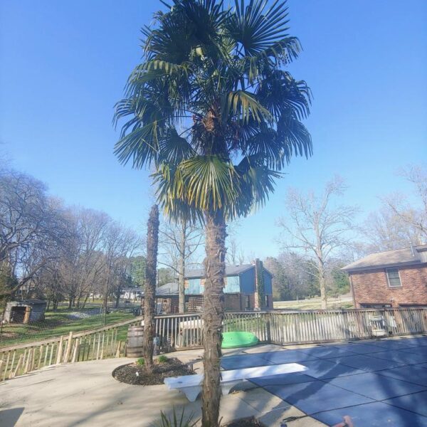 does tennessee have palm trees