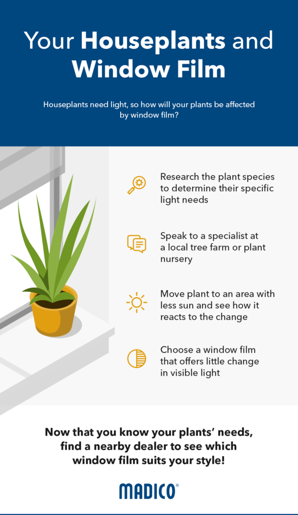 Does Window Film Affect Plants