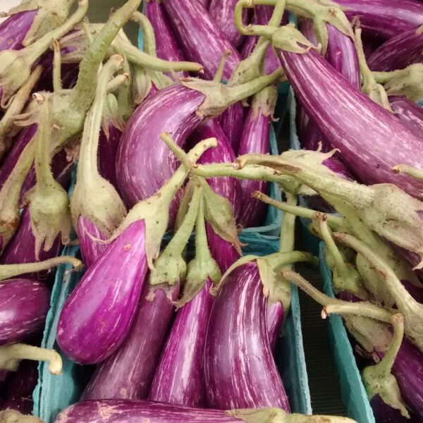 fairy tale eggplant when to harvest