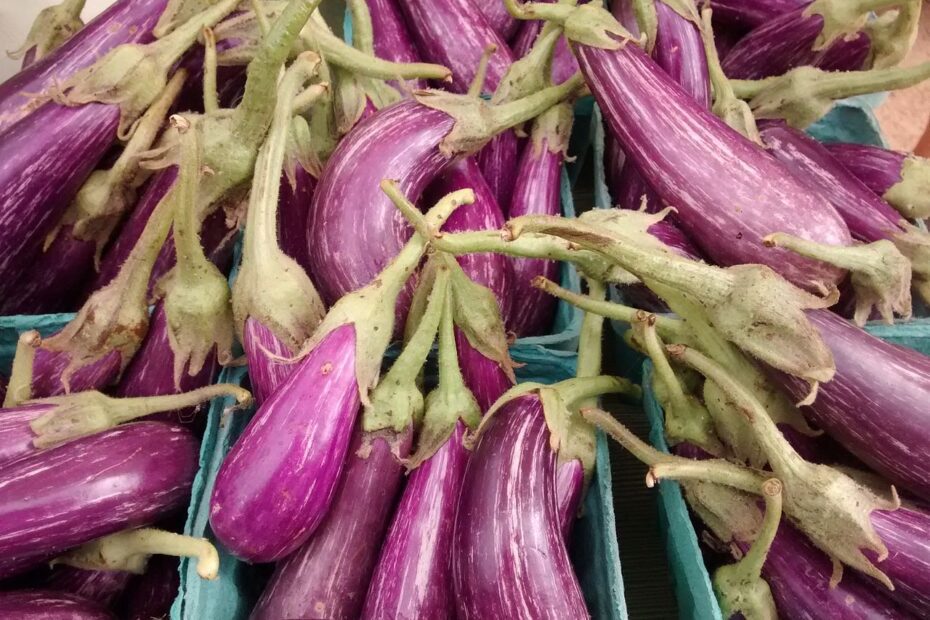 fairy tale eggplant when to harvest