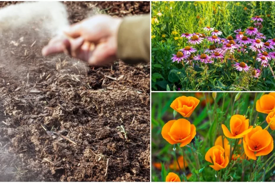 flower seeds you can just throw on the ground