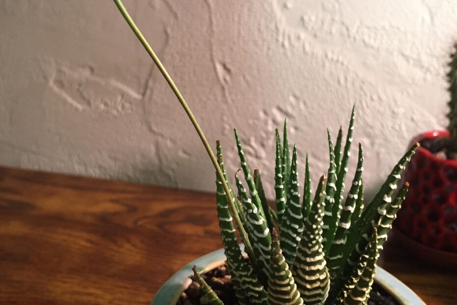 haworthia flower stalk what to do