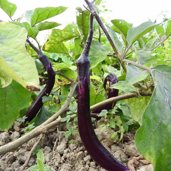 how big do ichiban eggplants get