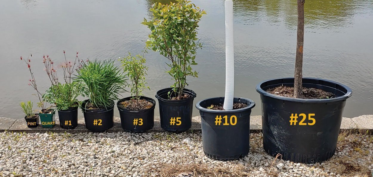 How Big Is A 15 Gallon Tree Up Gardening