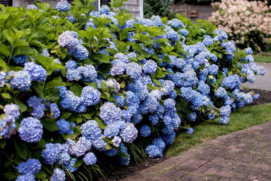 How Close Can You Plant Hydrangeas to House