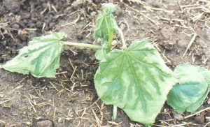 how cold can cucumber plants tolerate at night