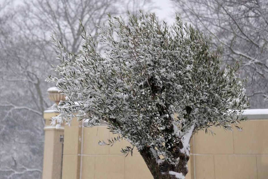 How Cold Can Olive Trees Tolerate