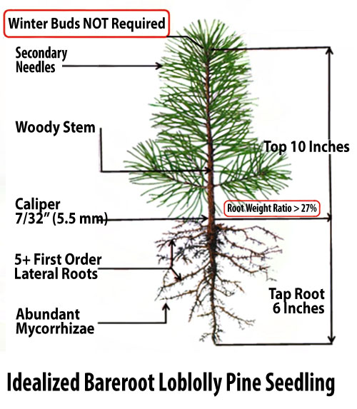 How Deep Are Pine Tree Roots