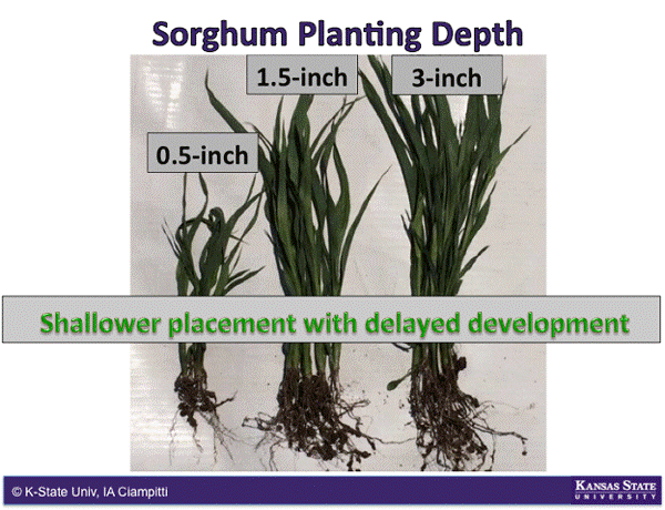 how deep to plant milo