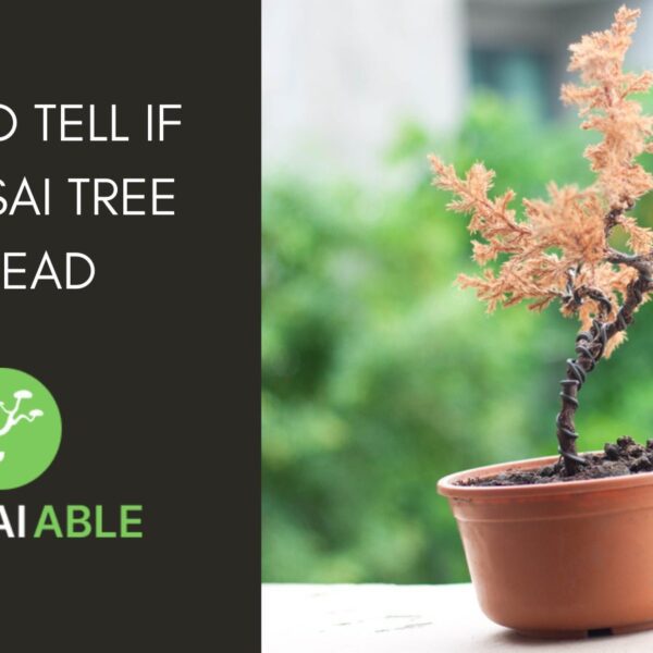 how do i know if my bonsai tree is dead