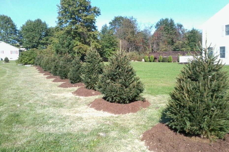 How Far Apart to Plant Norway Spruce for Privacy