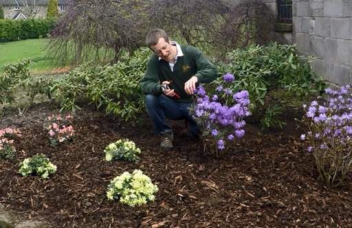 How Far Apart to Plant Rhododendrons