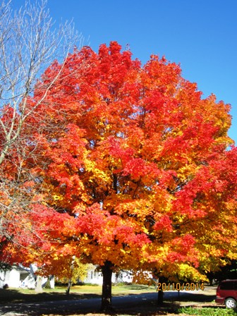 How Far Apart to Plant Sugar Maple Trees