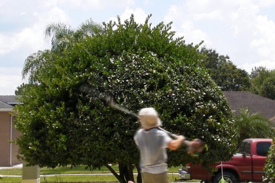 How Far Back Can You Cut a Ligustrum Tree