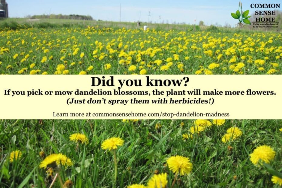 How Fast Do Dandelions Grow After Mowing