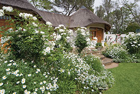 How Fast Do Iceberg Roses Grow