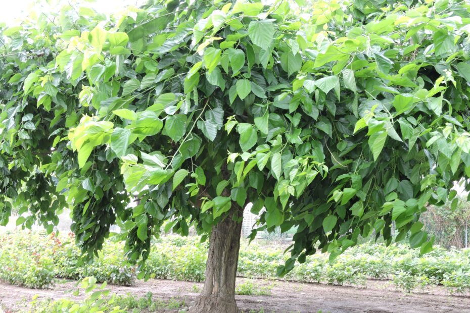 how fast does a mulberry tree grow