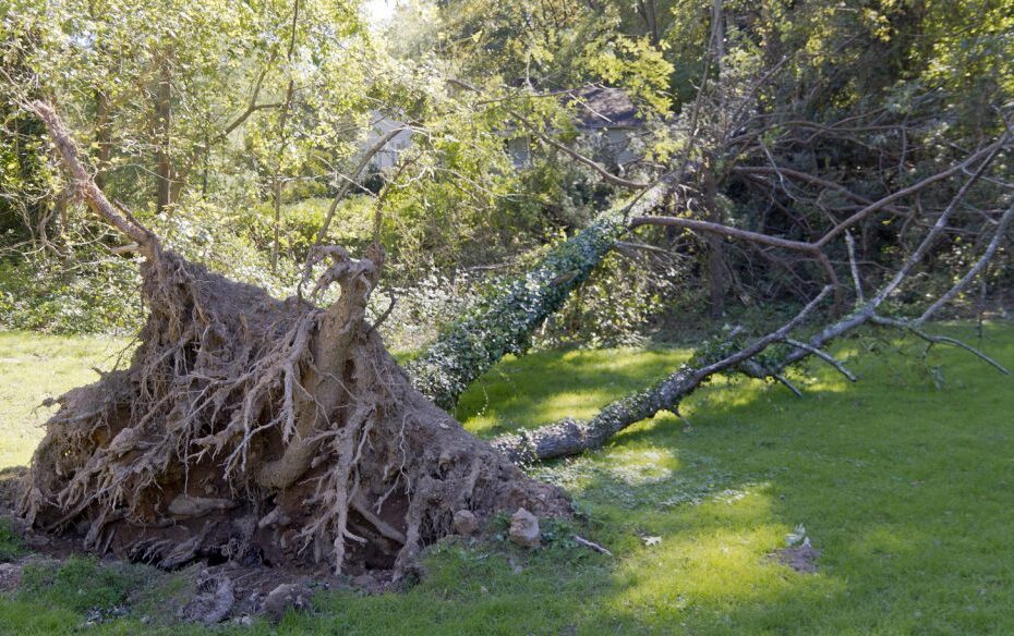 how is the tree uprooted