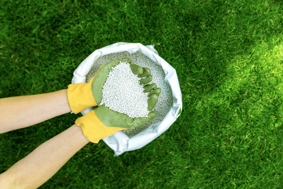 How Long After Fertilizing Can I Spray for Weeds