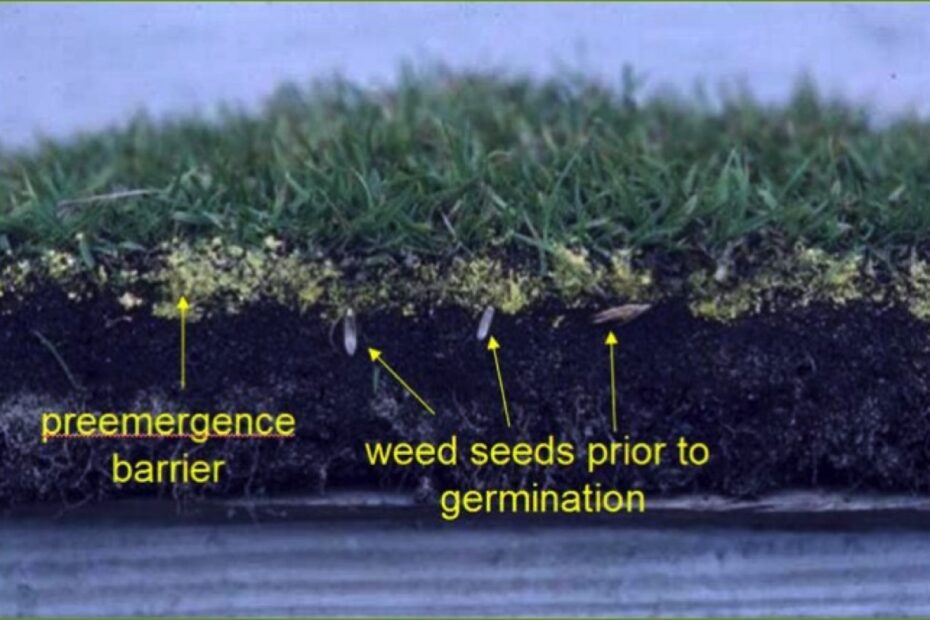 How Long After Seeding Can I Use Pre Emergent